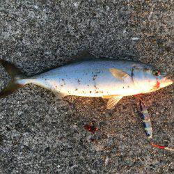 青物とヘチ釣り
